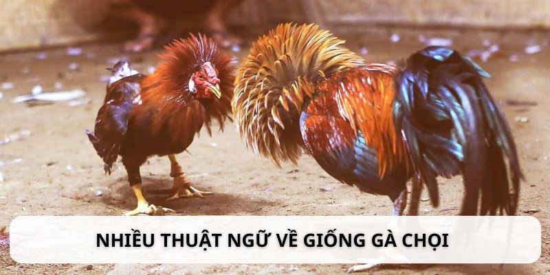 Có nhiều thuật ngữ nói về giống gà chọi